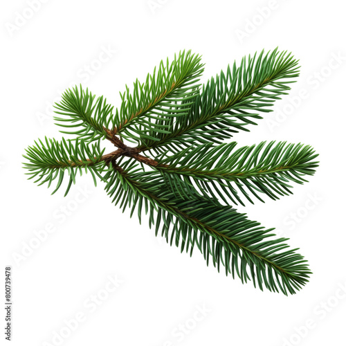 Fir branch isolated on transparent background