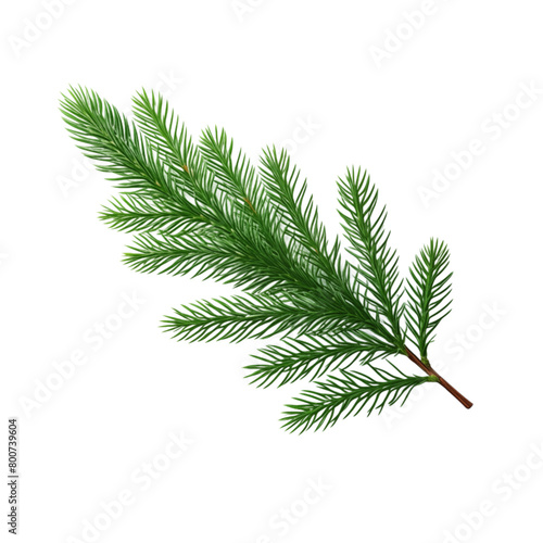 Fir branch isolated on transparent background