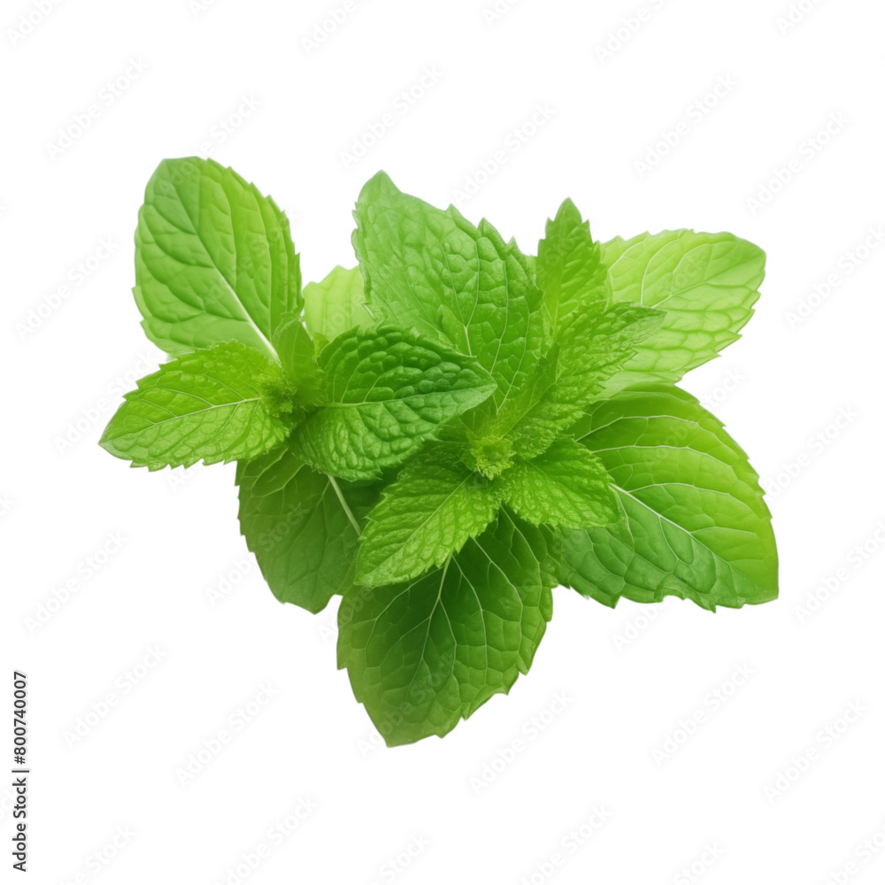 Mint leaves isolated on transparent background Mint leaves isolated on transparent background