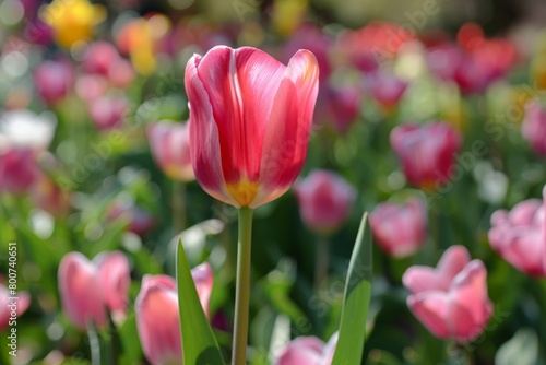 Close-up of tulip on a floral field background