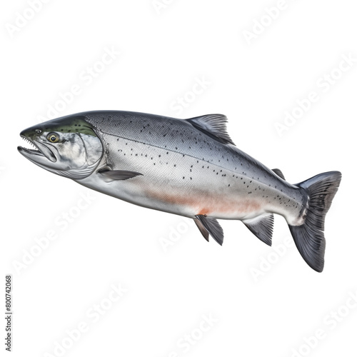 Salmon isolated on transparent background