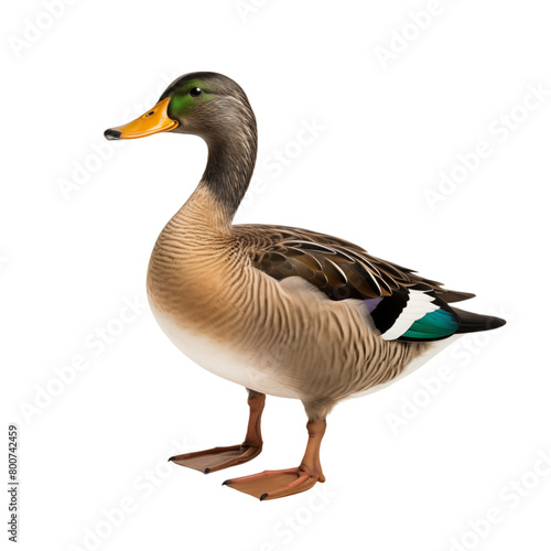 Standing mallard duck isolated on transparent background