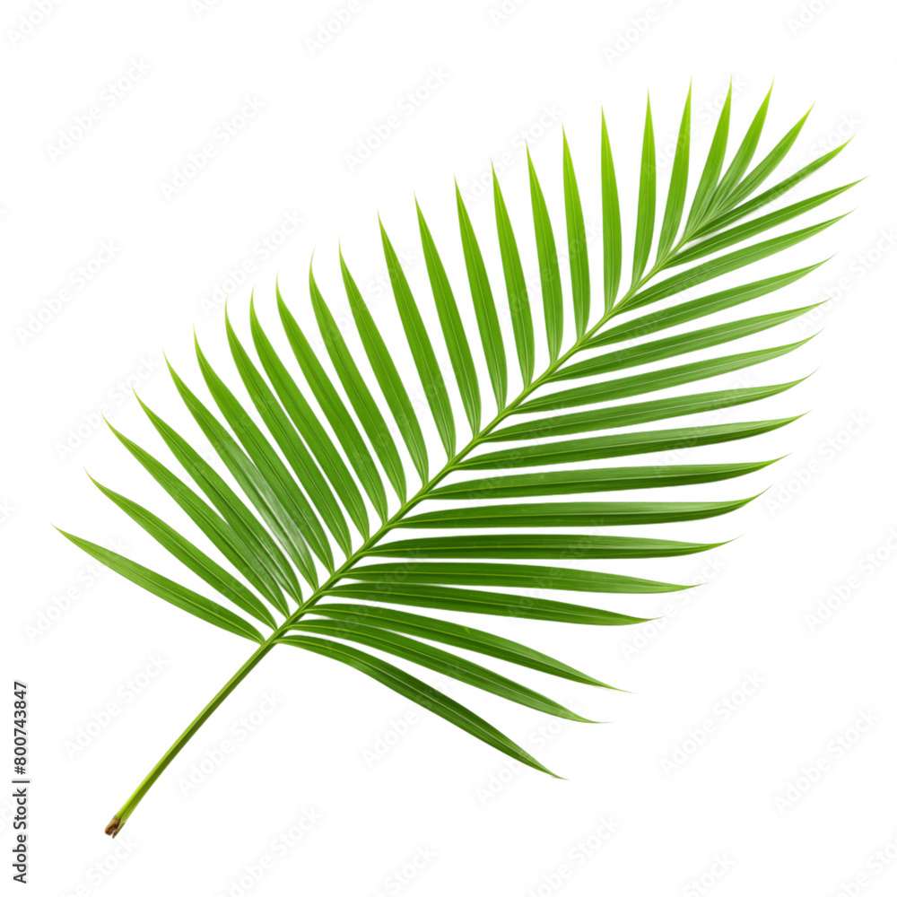 Fototapeta premium Coconut tree leaf isolated on transparent background
