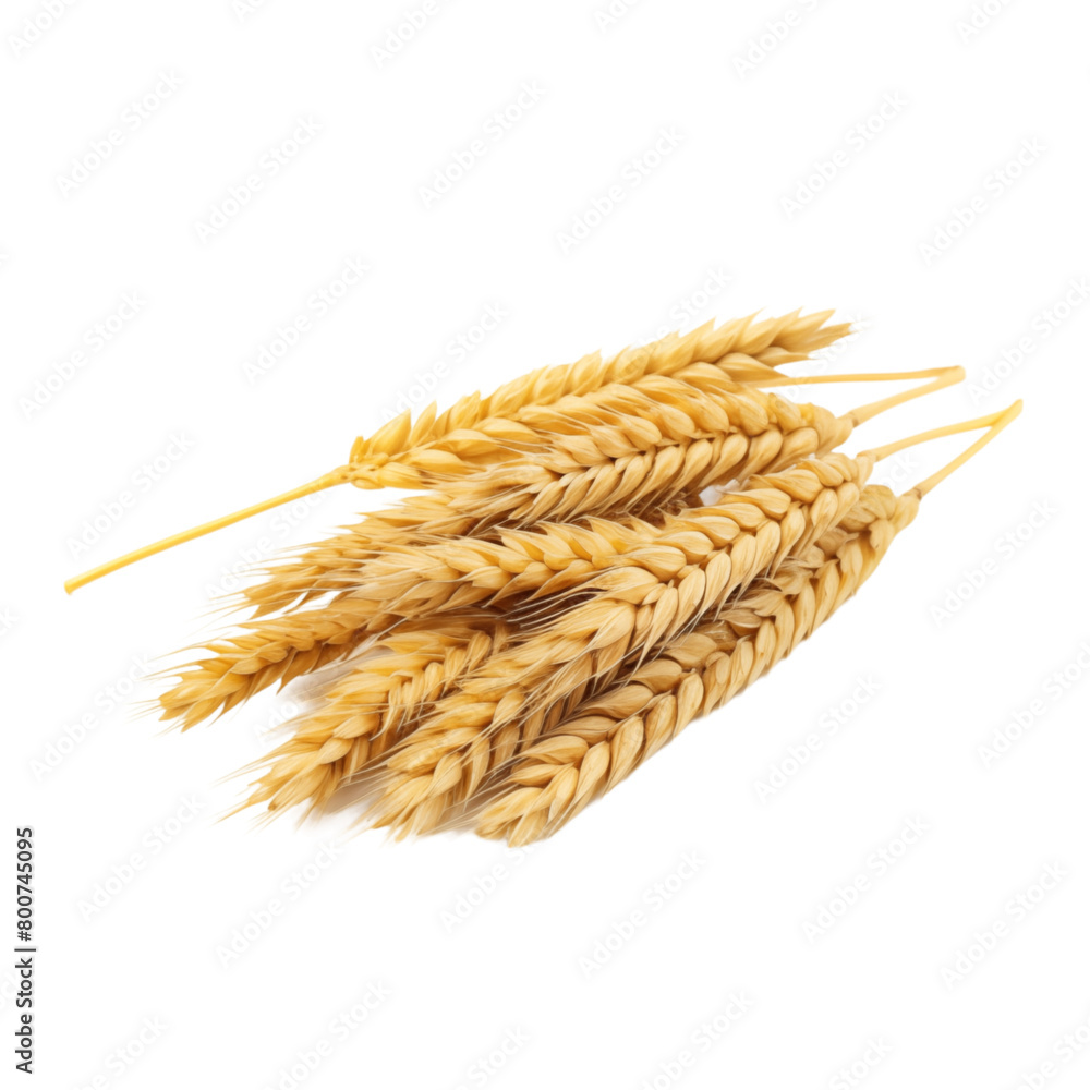 Wheat ears isolated on transparent background Wheat ears isolated on transparent background