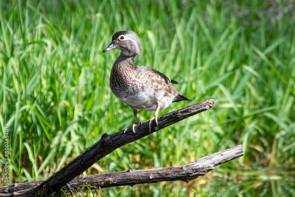 Fototapeta premium Wood duck on a log