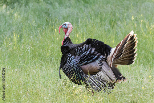 Turkey in the Green Meadow