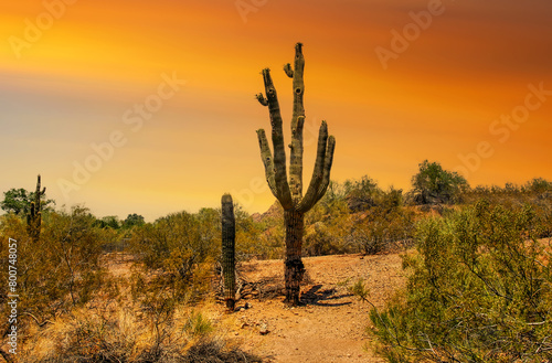 Saguaro Cacti growing in the desert at sunset Arazona