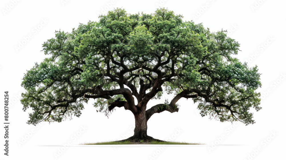 portrait tree oak isolated on white background portrait tree oak isolated on white background
