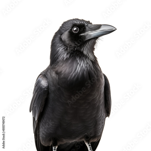 Carrion Crow with inquisitive look isolated on transparent background