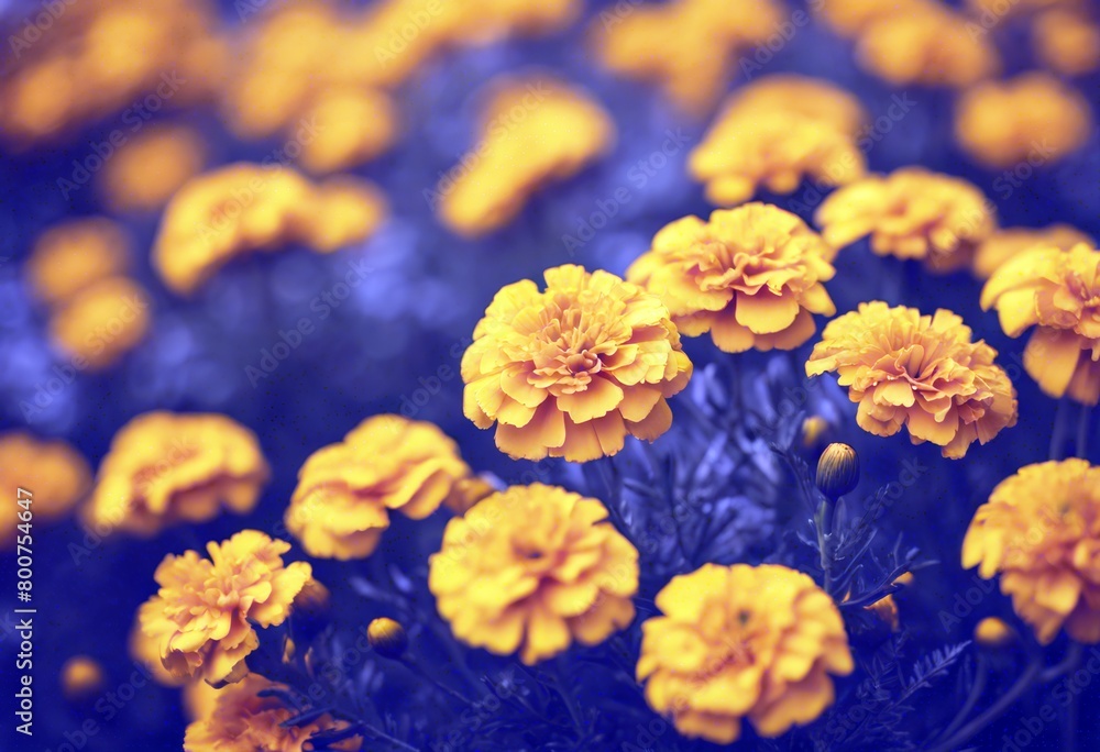 'pattern background Yellow Marigold Flower Summer Wedding Nature Art Spring Floral Beauty Garden Green Orange Color India Red Plant Indian Asian Colorful Beautiful Natural'