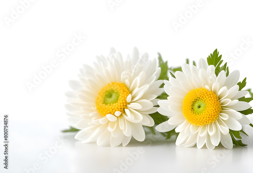 Two white chrysanthemum flowers on a white background