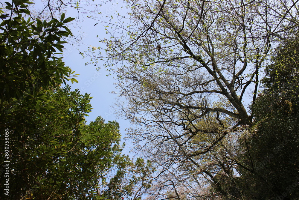 春の風景 山 春の風景 山