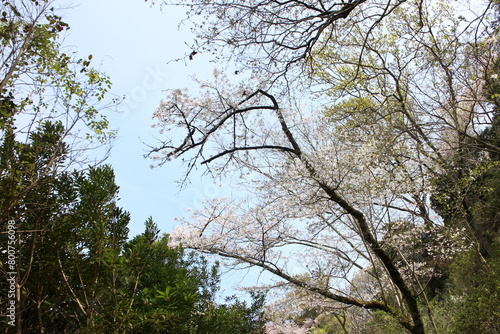 春の風景　山