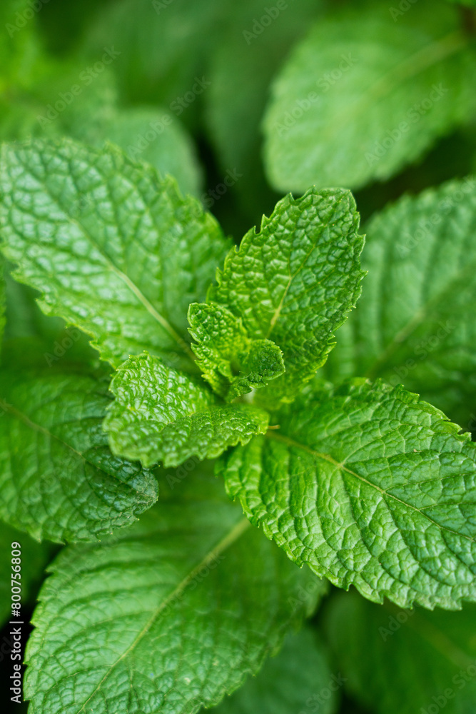 Green Mint Plant Grow Background closeup.mint leaf. Green Mint Plant Grow Background closeup.mint leaf.