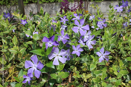 春の風景　ツルニチニチソウ