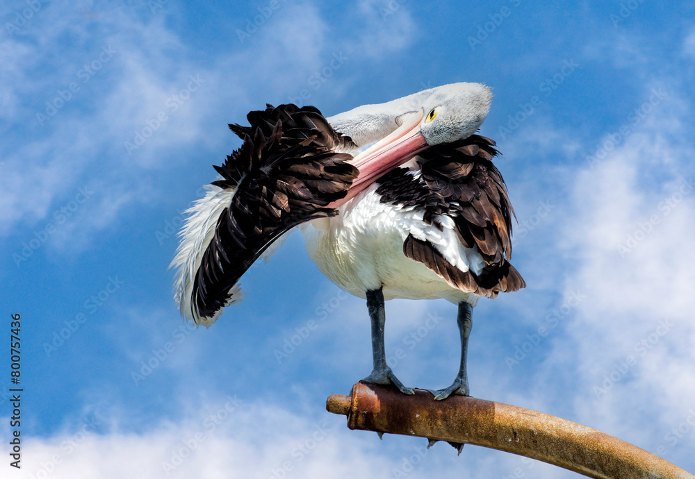Australian pelican (Pelecanus conspicillatus) Perth Western Australia
