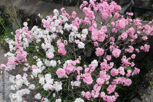 春の風景　八重桜