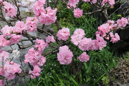 春の風景　八重桜