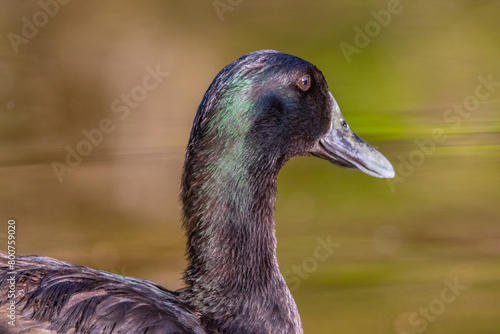close up of a duck photo