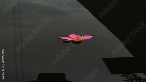 The Beautiful  Pink Frangipani Flower floating on fish pond 