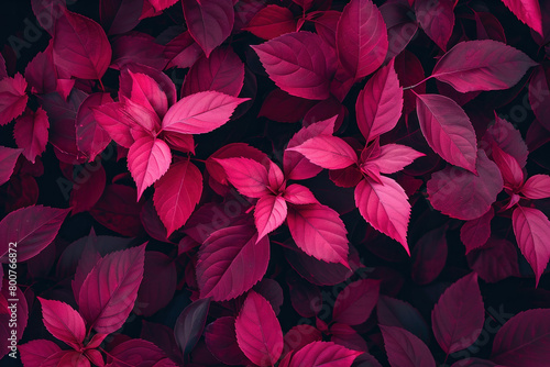 Abstract Pink and Dark Purple Leaves on Dark Background, Natural Botanical Composition