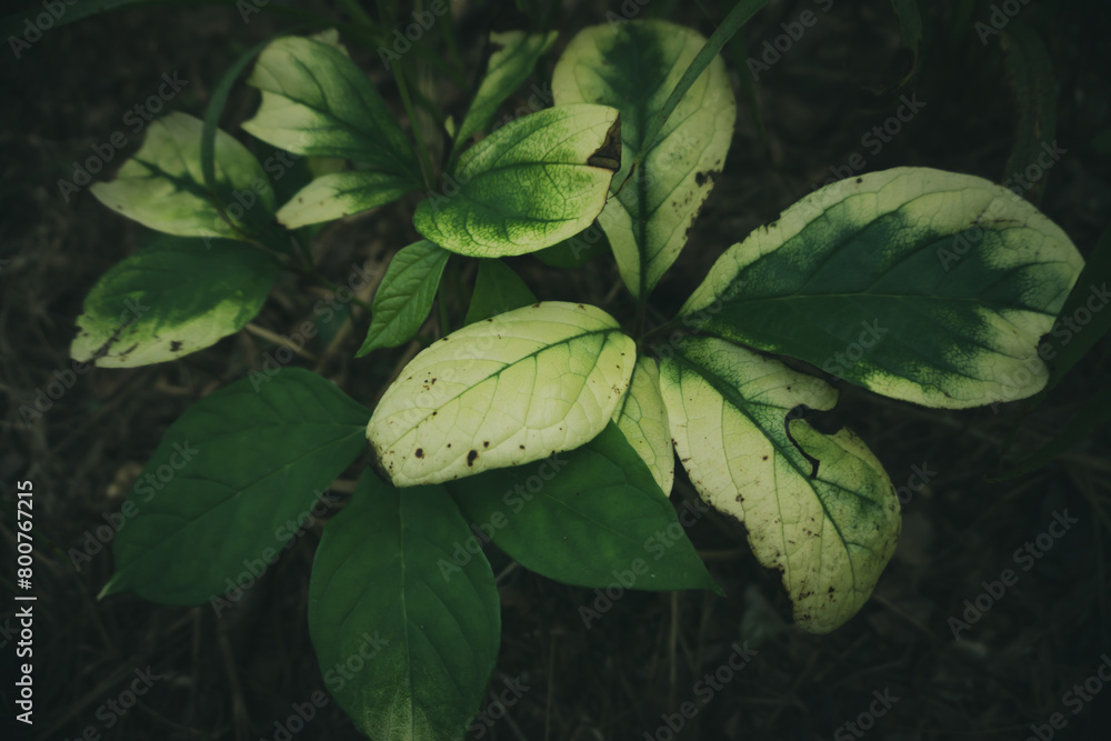 Closeup Nature View of Green Leaves and Palm Trees in the Background. Flat Lay, Dark Nature Concept, Tropical Foliage
Closeup Nature View of Green Leaves and Palm Trees in the Background. Flat Lay, Dark Nature Concept, Tropical Foliage