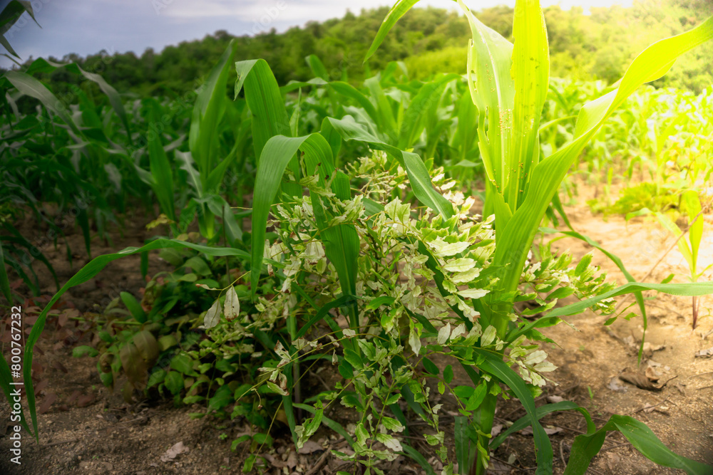Obraz premium Panoramic View of a Young Cornfield Plantation Against the Sunrise.