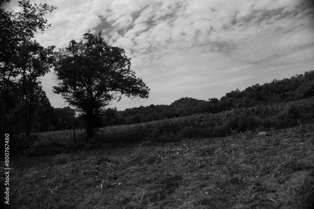 bushy forest in black and white