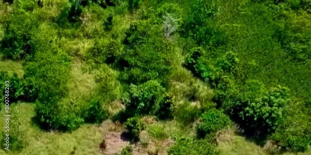 aerial video of forests and trees that are very large and far from residential areas aerial video of forests and trees that are very large and far from residential areas