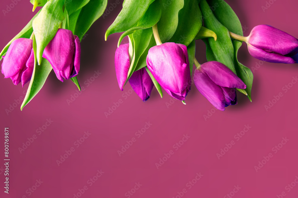 Obraz premium Fresh flower composition, bouquet of bi color tulips