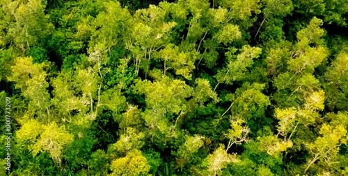 aerial video of forests and trees that are very large and far from residential areas