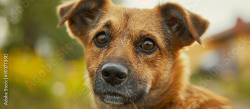 A cute brown dog with floppy ears and a shiny black nose is sitting on green grass © LukaszDesign