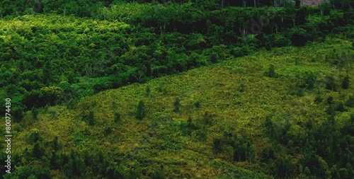 aerial video of forests and trees that are very large and far from residential areas