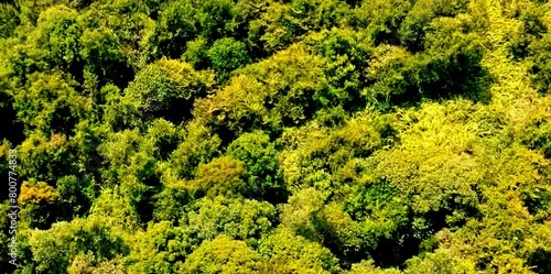 aerial video of forests and trees that are very large and far from residential areas