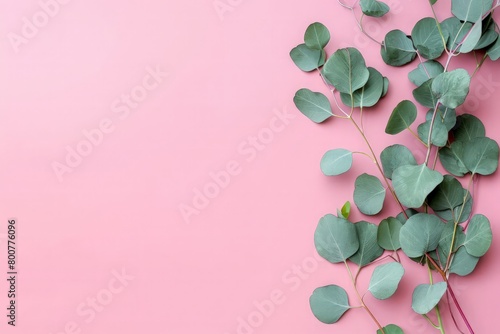 Eucalyptus branches on millennial pink background with copy space. Bottom eucalyptus. Minimalism flat lay. For lifestyle blog, book, article. photo