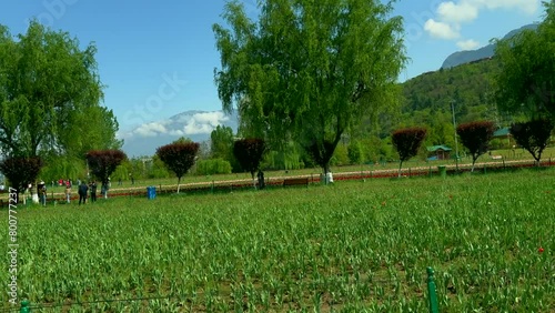 Tulip garden nishat srinagar kashmir india, beautiful colorful flowers, tuliping in april month Clip 46 photo