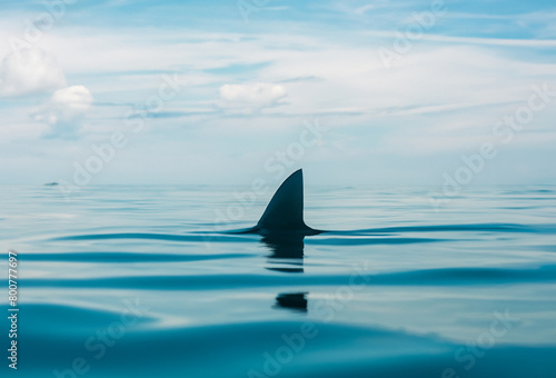 Shark fin on ocean surface in cloudy clear sky