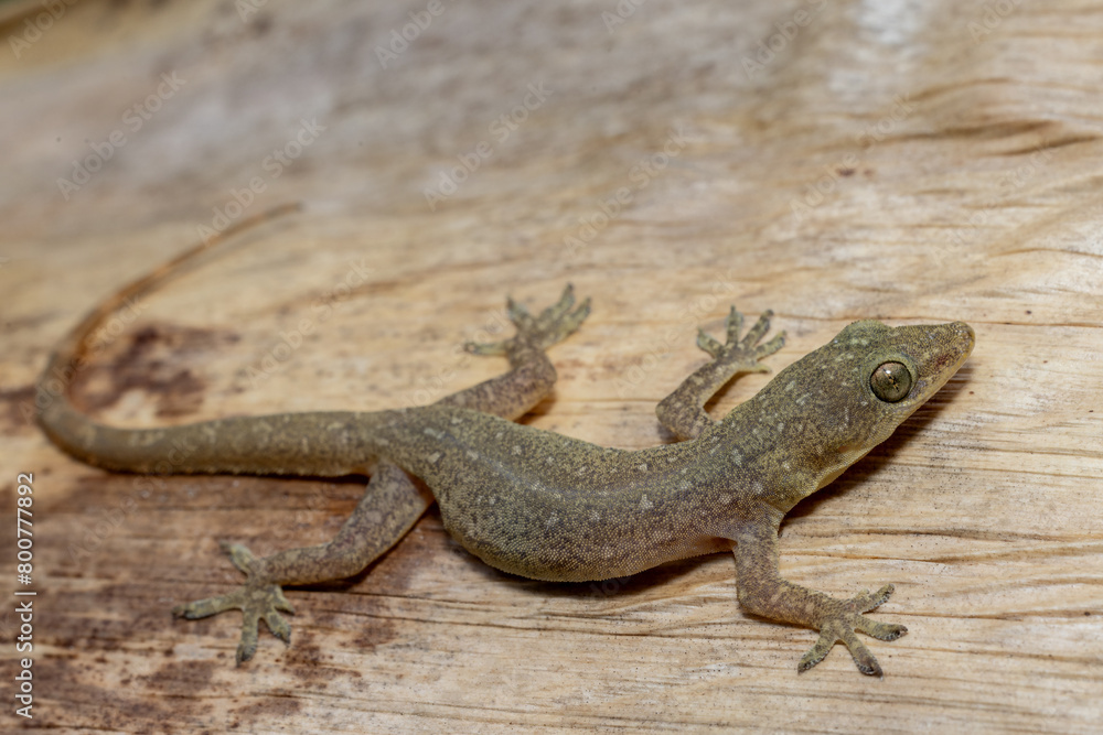 Introduced Indo-Pacific Gecko in Australia Introduced Indo-Pacific Gecko in Australia