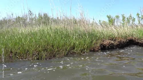 Brommes Island, Maryland USA The shore of a grassy island on the Patuxent River from a kayak.  photo