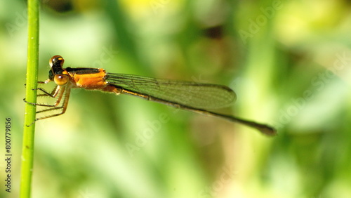 Female rambur's forktail (Ischnura ramburii) dragonfly perched on a blade of grass in Panama City, Florida, USA photo