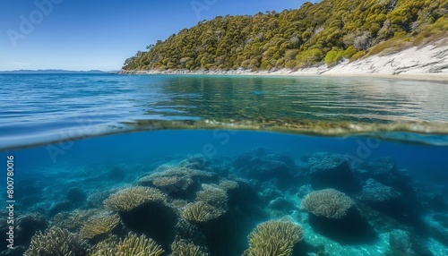 Abel Tasman National Park  Underwater Wonders of the Coastal Track