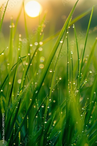 Close-up of a meadow at sunrise, showcasing long blades of grass with dew drops sparkling like tiny jewels