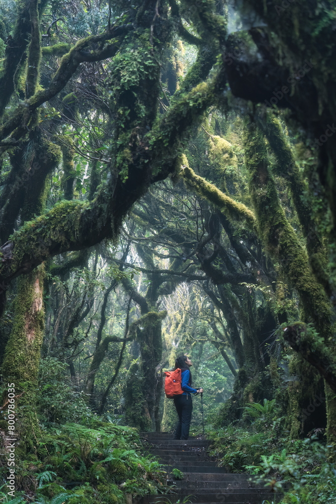 Obraz premium Woodland lush tropical rainforest with female tourist hiking on wooden path leading through it
