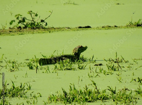 alligator in the lagoon