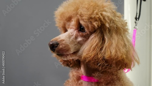 Cute muzzle of red curly poodle sitting in grooming salon turning head. Curious dog on leash looking aside waiting somebody shaking a little after cutting. Portrait domestic pet in doggy barbershop. 