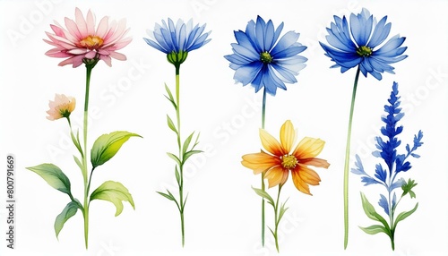 ブルー系の花 © satomi