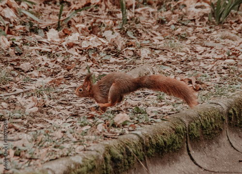 squirrel eating nut