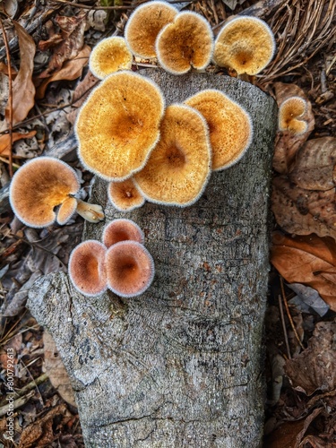 Saprophytic fungi thrive on rotting wood