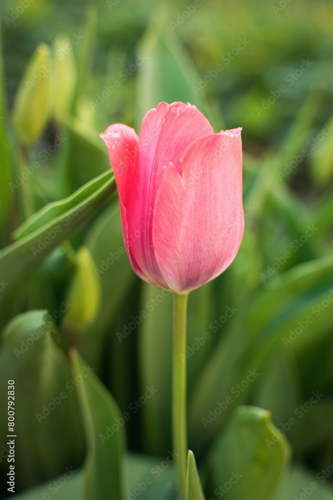 A delicate pink tulip on a green background. A delicate pink tulip on a green background.