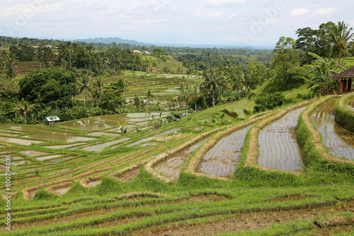 The valley with rice terraces - Jatiluwih Rice Terraces, Bali, Indonesia